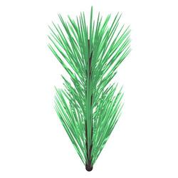 Mountain pine shoot leaf description